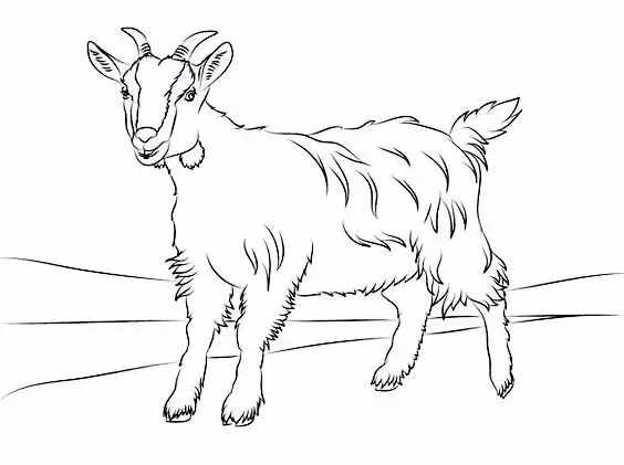 簡筆畫：7種山羊簡筆畫畫法，簡單易學(xué)，適合小白學(xué)習(xí)的簡筆畫