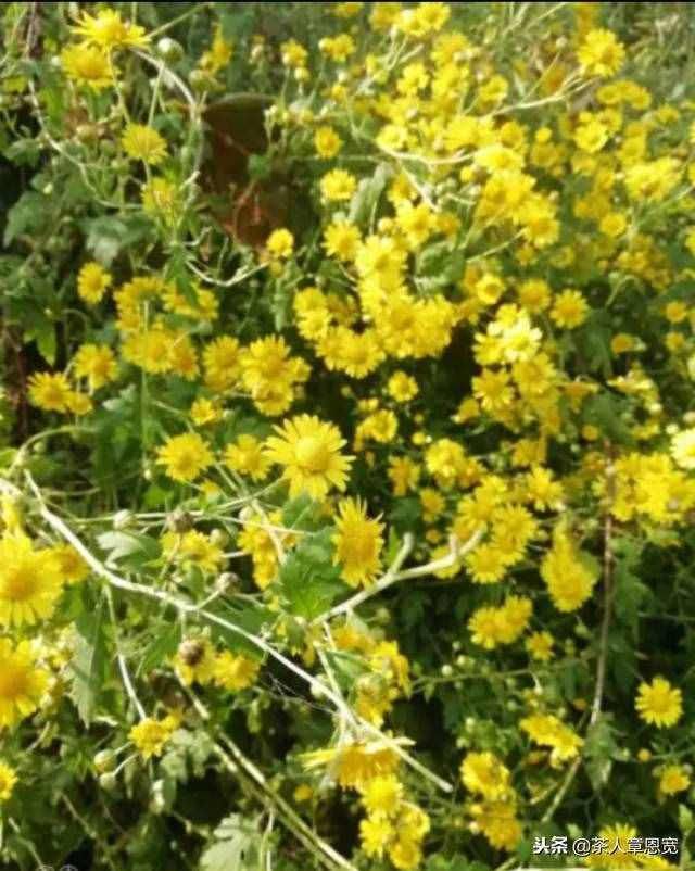 網(wǎng)購菊花茶安全么？要想放心還得自己釆制！教您如何自制野菊花茶