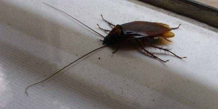 家里有蟑螂可不是好事，先別急著踩死一只，這樣做才能消滅全部