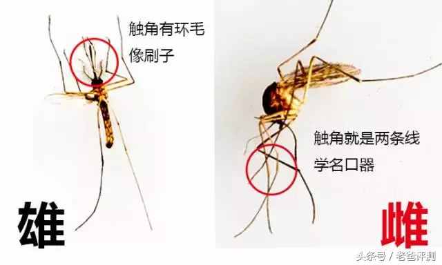 滅蚊燈真的能滅蚊嗎？3款滅蚊燈的評(píng)測(cè)結(jié)果讓蚊子聞風(fēng)喪膽！