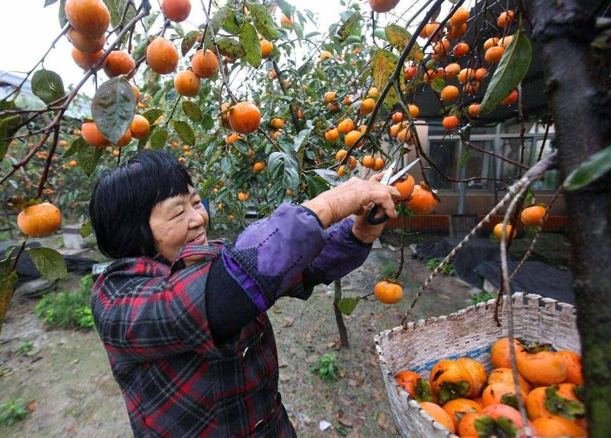 冬季是吃柿子的佳季，常吃有4個好處，但有4類人吃得越少越好