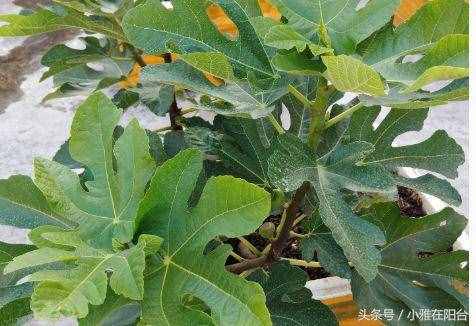 種無(wú)花果，用這兩個(gè)小方法，一年就枝繁葉茂，來(lái)年結(jié)果滿枝