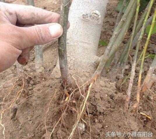種無(wú)花果，用這兩個(gè)小方法，一年就枝繁葉茂，來(lái)年結(jié)果滿枝