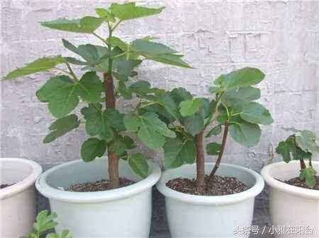 種無(wú)花果，用這兩個(gè)小方法，一年就枝繁葉茂，來(lái)年結(jié)果滿枝