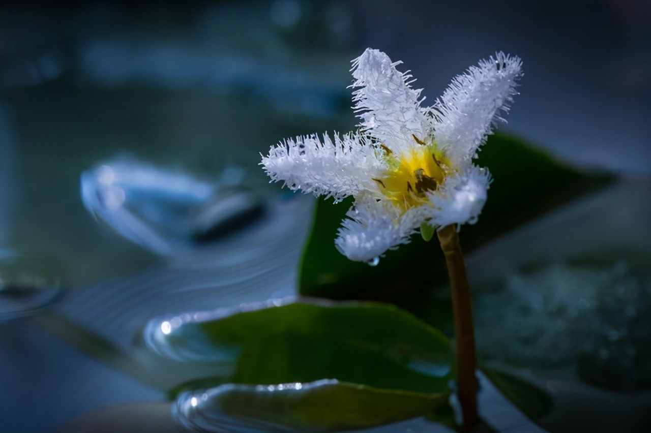 適合水培的5種綠植，好看又好養(yǎng)，干凈有格調(diào)，不要錯過了