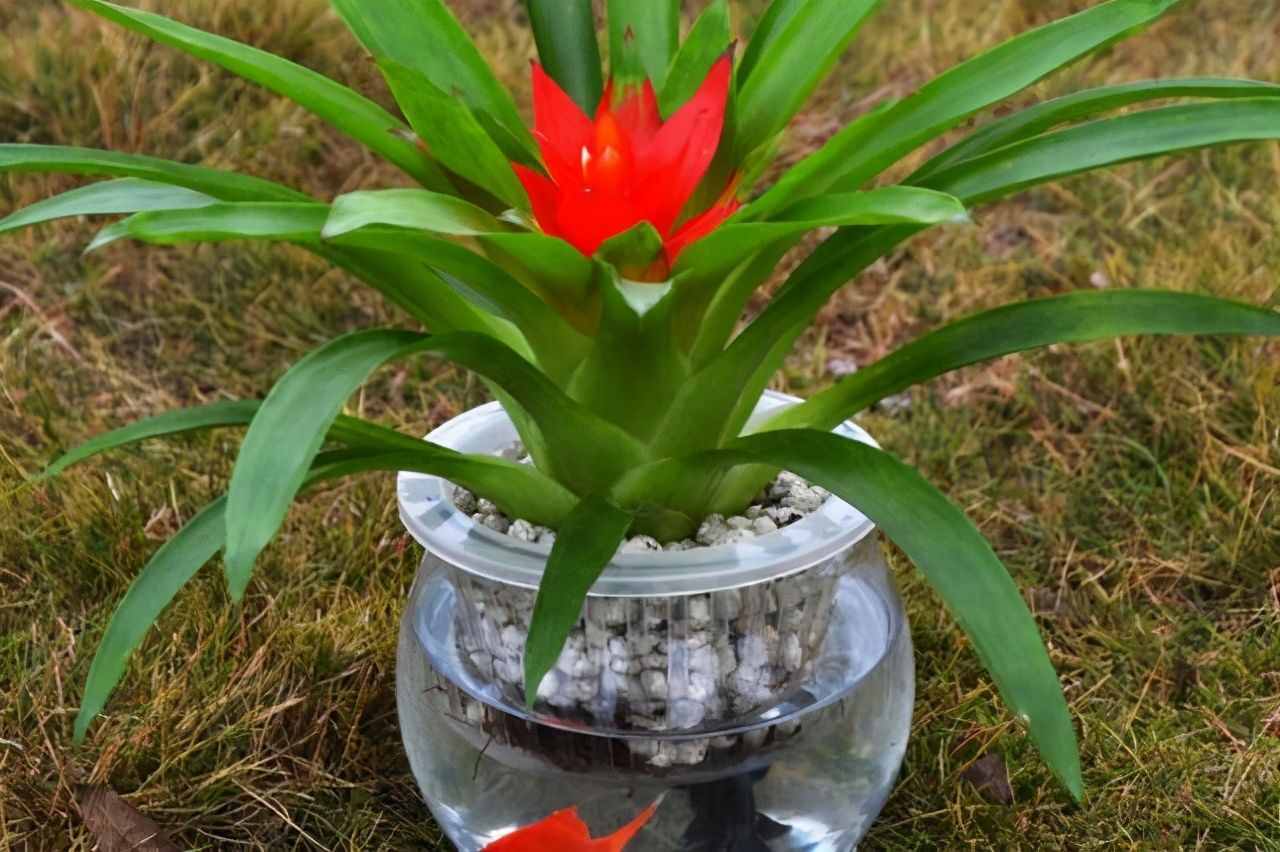 適合水培的5種綠植，好看又好養(yǎng)，干凈有格調(diào)，不要錯過了