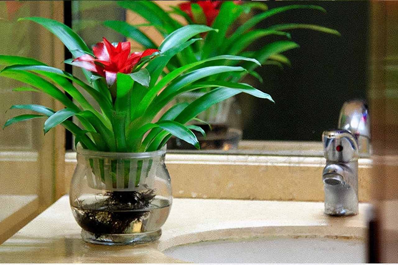 適合水培的5種綠植，好看又好養(yǎng)，干凈有格調(diào)，不要錯過了