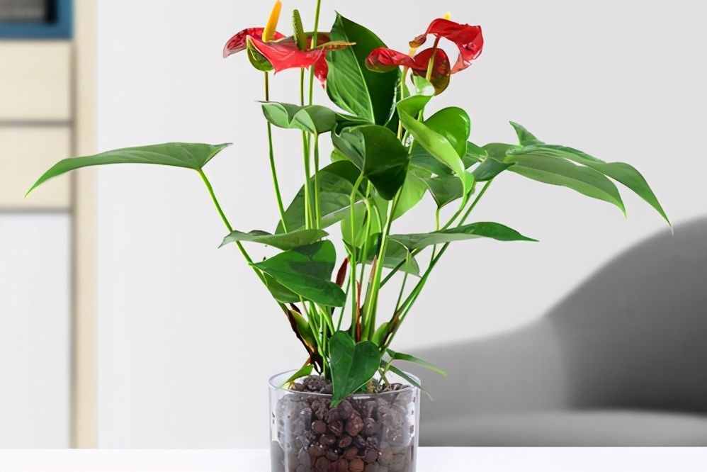 適合水培的5種綠植，好看又好養(yǎng)，干凈有格調(diào)，不要錯過了