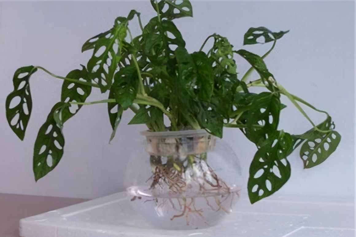 適合水培的5種綠植，好看又好養(yǎng)，干凈有格調(diào)，不要錯過了