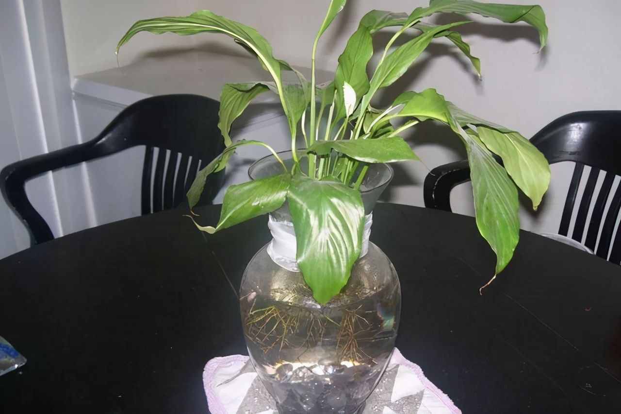 適合水培的5種綠植，好看又好養(yǎng)，干凈有格調(diào)，不要錯過了