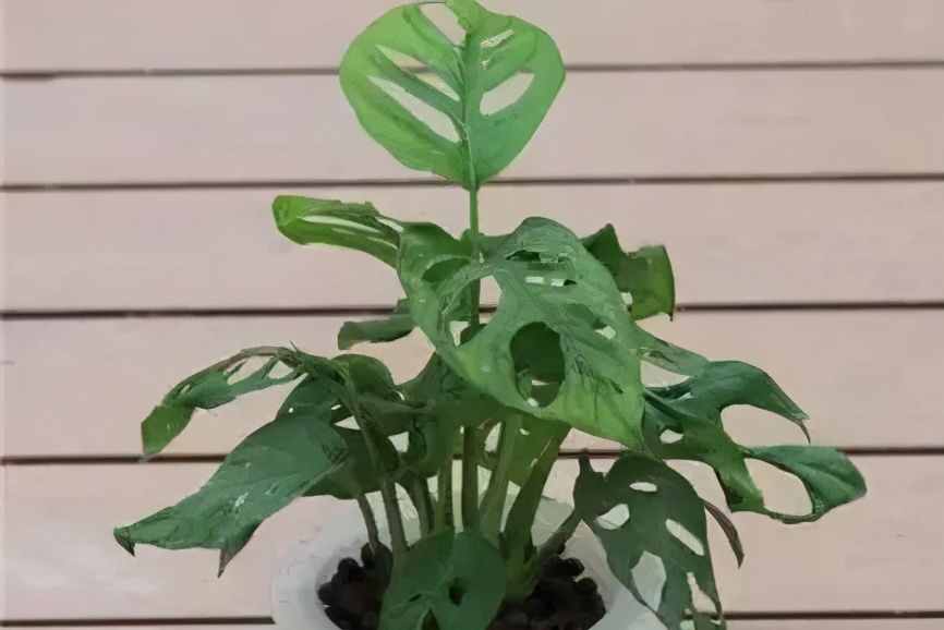 適合水培的5種綠植，好看又好養(yǎng)，干凈有格調(diào)，不要錯過了