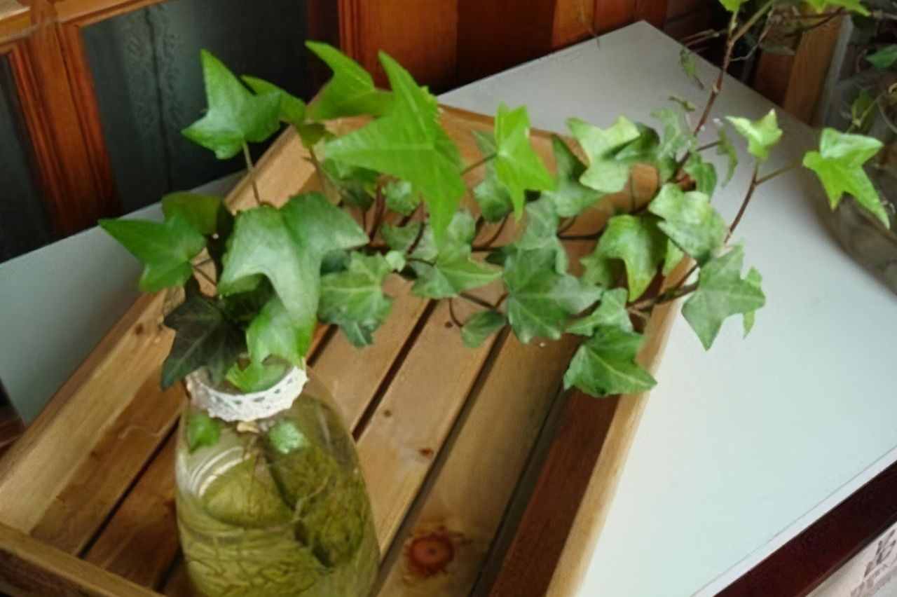 適合水培的5種綠植，好看又好養(yǎng)，干凈有格調(diào)，不要錯過了