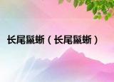 長(zhǎng)尾鬣蜥（長(zhǎng)尾鬣蜥）