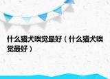 什么獵犬嗅覺最好（什么獵犬嗅覺最好）