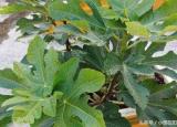 無花果怎么種（一年就枝繁葉茂來年結果滿枝）