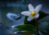 水生觀賞植物（適合水培的5種綠植）