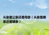 頭象是公象還是母象（頭象是雌象還是雄象）