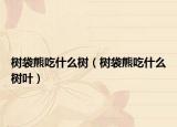樹袋熊吃什么樹（樹袋熊吃什么樹葉）