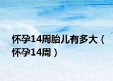 懷孕14周胎兒有多大（懷孕14周）