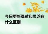 今日更新桑黃和靈芝有什么區(qū)別