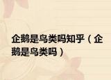 企鵝是鳥類嗎知乎（企鵝是鳥類嗎）