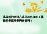 北極熊的冬眠方式是怎么樣的（北極熊冬眠嗎冬天冬眠嗎）