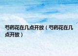 芍藥花在幾點(diǎn)開放（芍藥花在幾點(diǎn)開放）