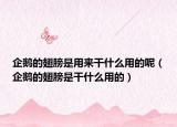 企鵝的翅膀是用來干什么用的呢（企鵝的翅膀是干什么用的）