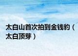 太白山首次拍到金錢豹（太白頂芽）