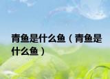 青魚是什么魚（青魚是什么魚）