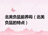 北美負鼠能養(yǎng)嗎（北美負鼠的特點）