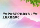 世界上最大的企鵝有多大（世界上最大的企鵝）