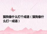 貓狗像什么打個(gè)成語(yǔ)（貓狗像什么打一成語(yǔ)）