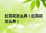 紅苕花怎么養(yǎng)（紅苕花怎么養(yǎng)）