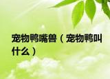 寵物鴨嘴獸（寵物鴨叫什么）