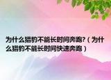 為什么獵豹不能長時間奔跑?（為什么獵豹不能長時間快速奔跑）
