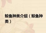 鯨魚種類介紹（鯨魚種類）