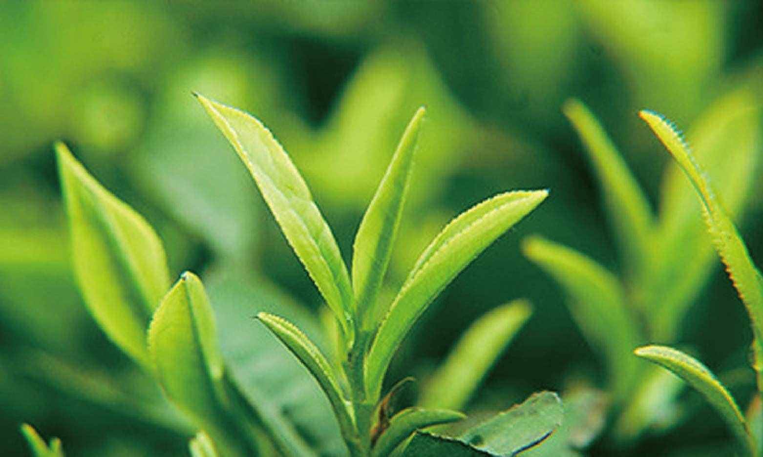 經(jīng)常喝綠茶的人，身體會發(fā)生這3件好事情，今天才知道！