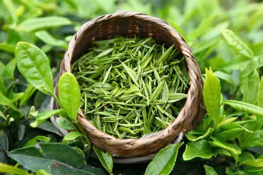 經(jīng)常喝綠茶的人，身體會發(fā)生這3件好事情，今天才知道！