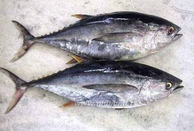 吃金槍魚最健康，四大家魚的常見烹飪做法
