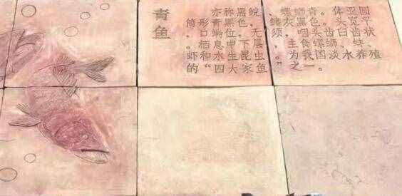 吃金槍魚最健康,四大家魚的常見烹飪做法