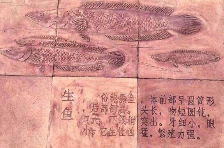 吃金槍魚最健康，四大家魚的常見烹飪做法