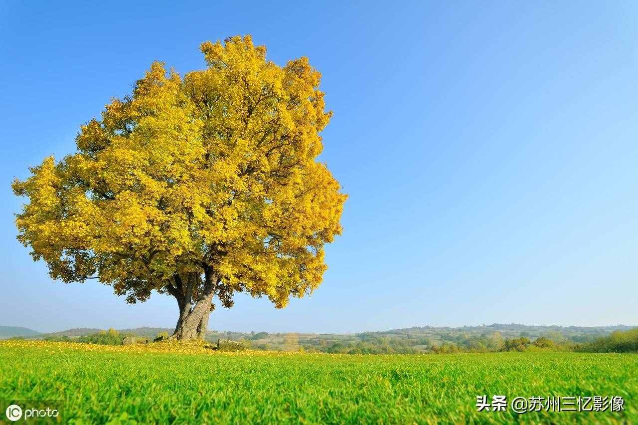 精選16株秋天最美的樹(shù)，不知道有沒(méi)有你喜歡的？