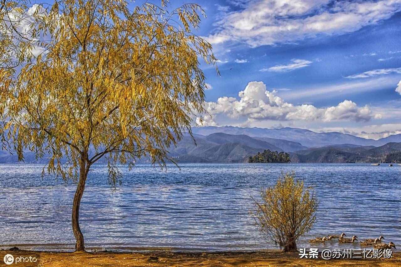 精選16株秋天最美的樹(shù)，不知道有沒(méi)有你喜歡的？