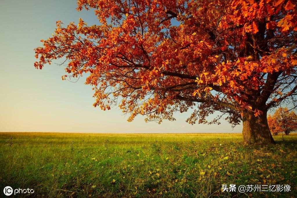 精選16株秋天最美的樹(shù)，不知道有沒(méi)有你喜歡的？
