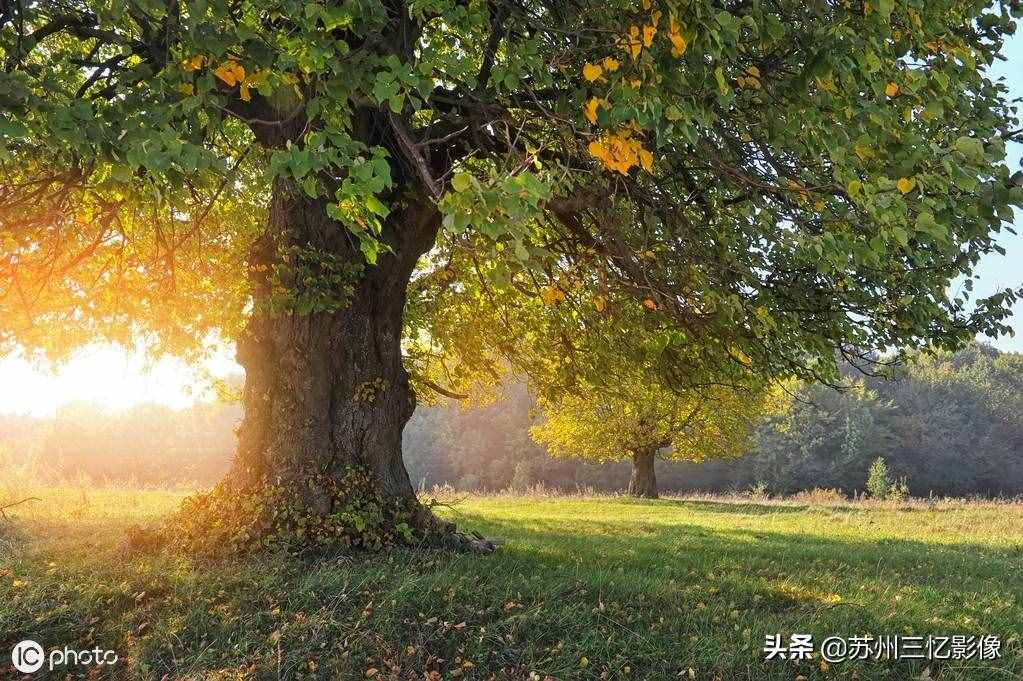 精選16株秋天最美的樹(shù)，不知道有沒(méi)有你喜歡的？