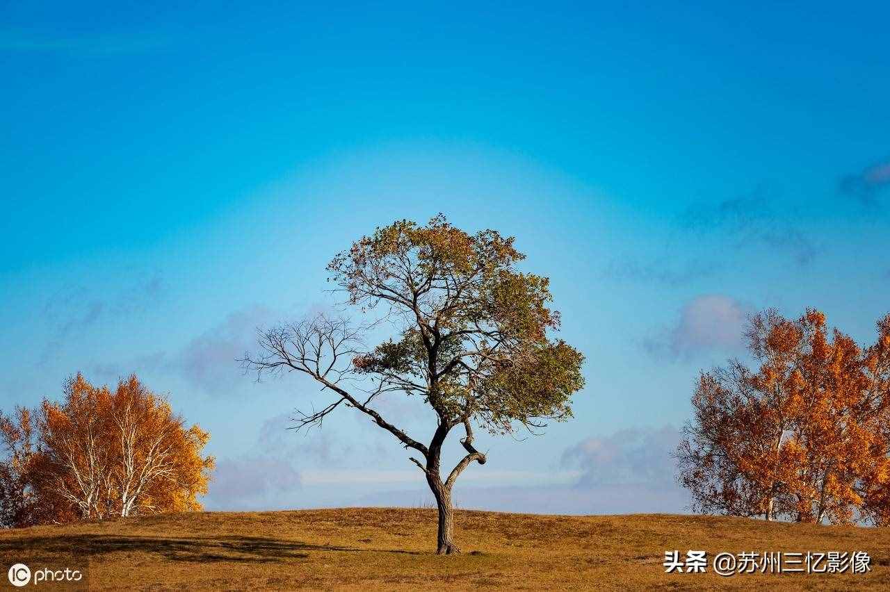 精選16株秋天最美的樹(shù)，不知道有沒(méi)有你喜歡的？