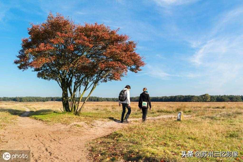 精選16株秋天最美的樹(shù)，不知道有沒(méi)有你喜歡的？