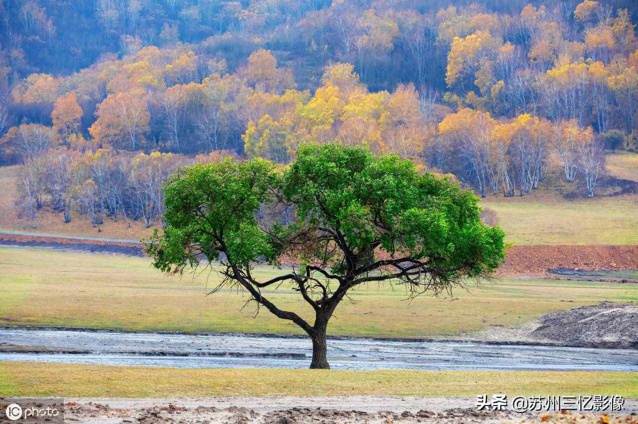 精選16株秋天最美的樹(shù)，不知道有沒(méi)有你喜歡的？