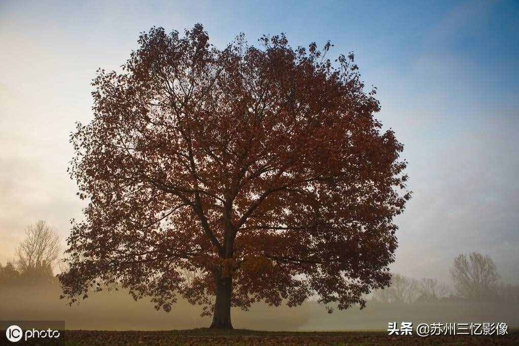 精選16株秋天最美的樹(shù)，不知道有沒(méi)有你喜歡的？
